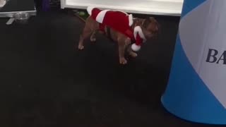 Christmas Gift & Hobby Show. Flashback! Day 1, Part 4. Cute doggie in Santa suit.