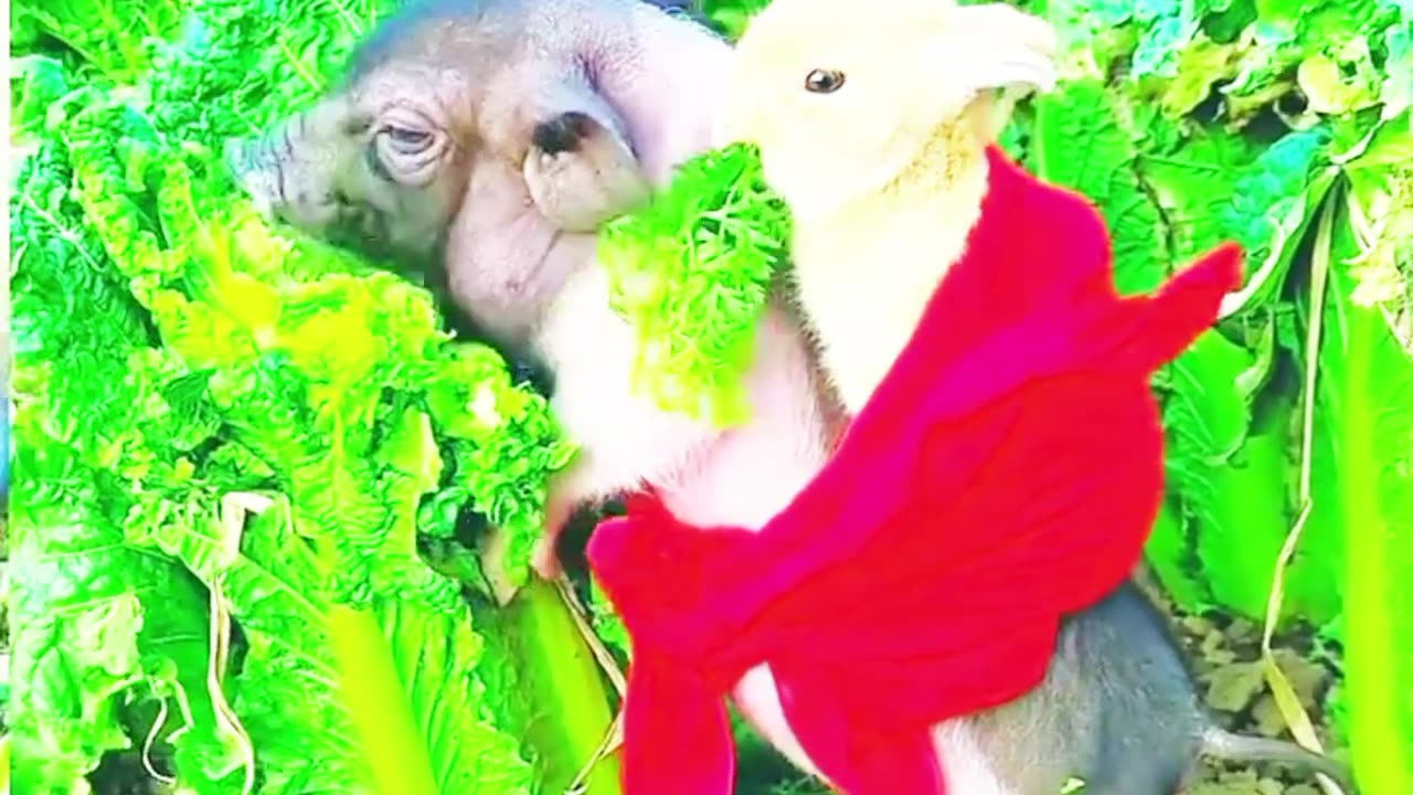funny cat | #shorts #viralvideo #funny #trending #youtubeshorts #funny&cuteanimals