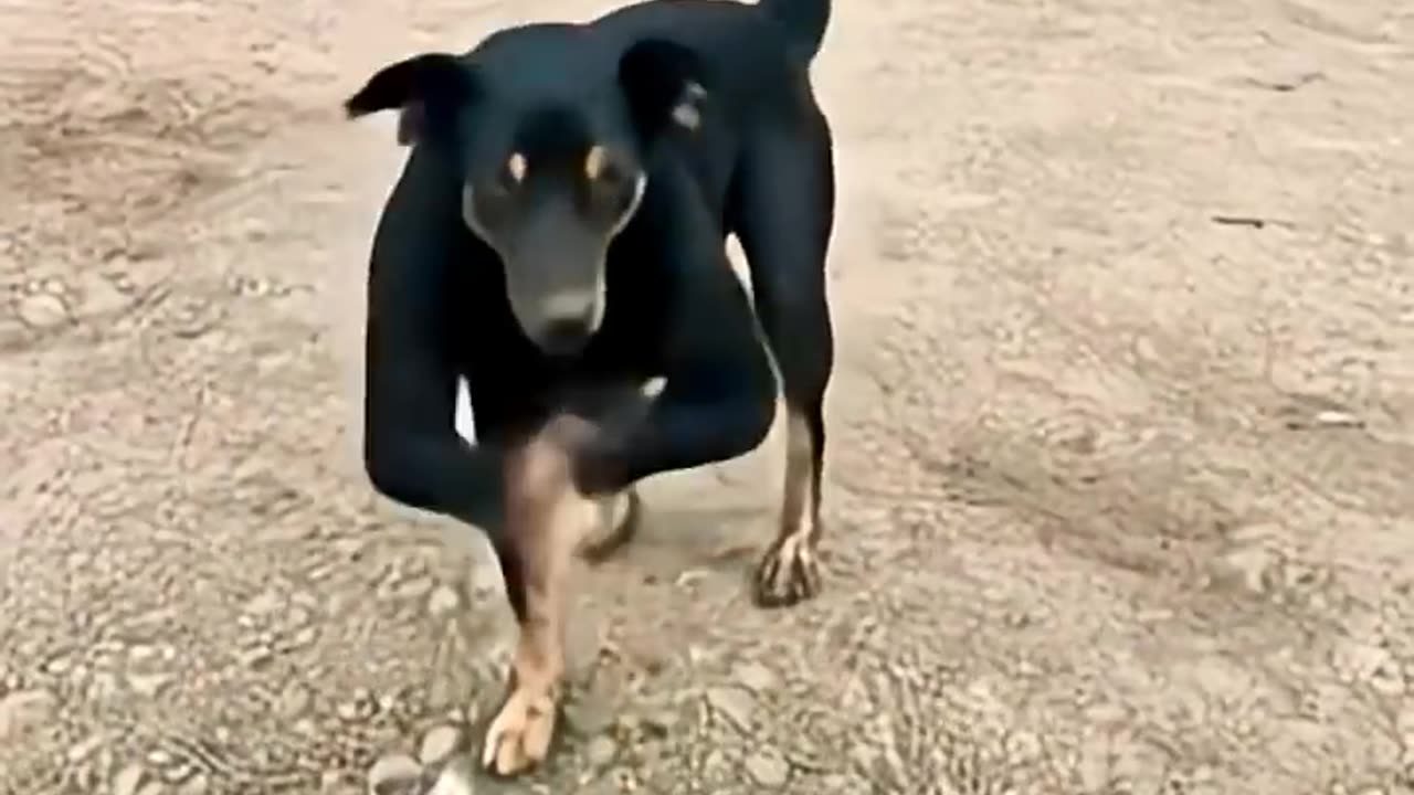 haw possible 🤔 dog dance
