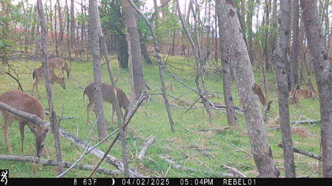 Deer Lax