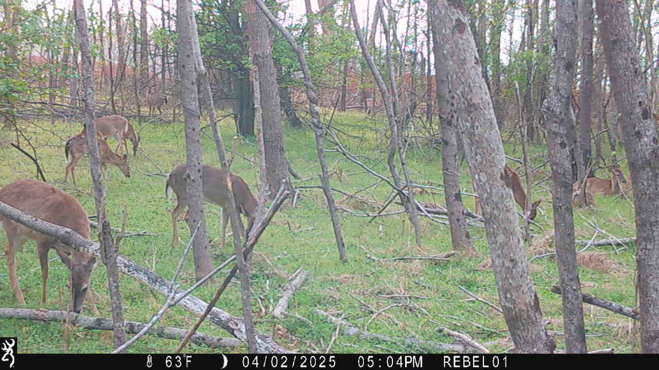 Deer Lax