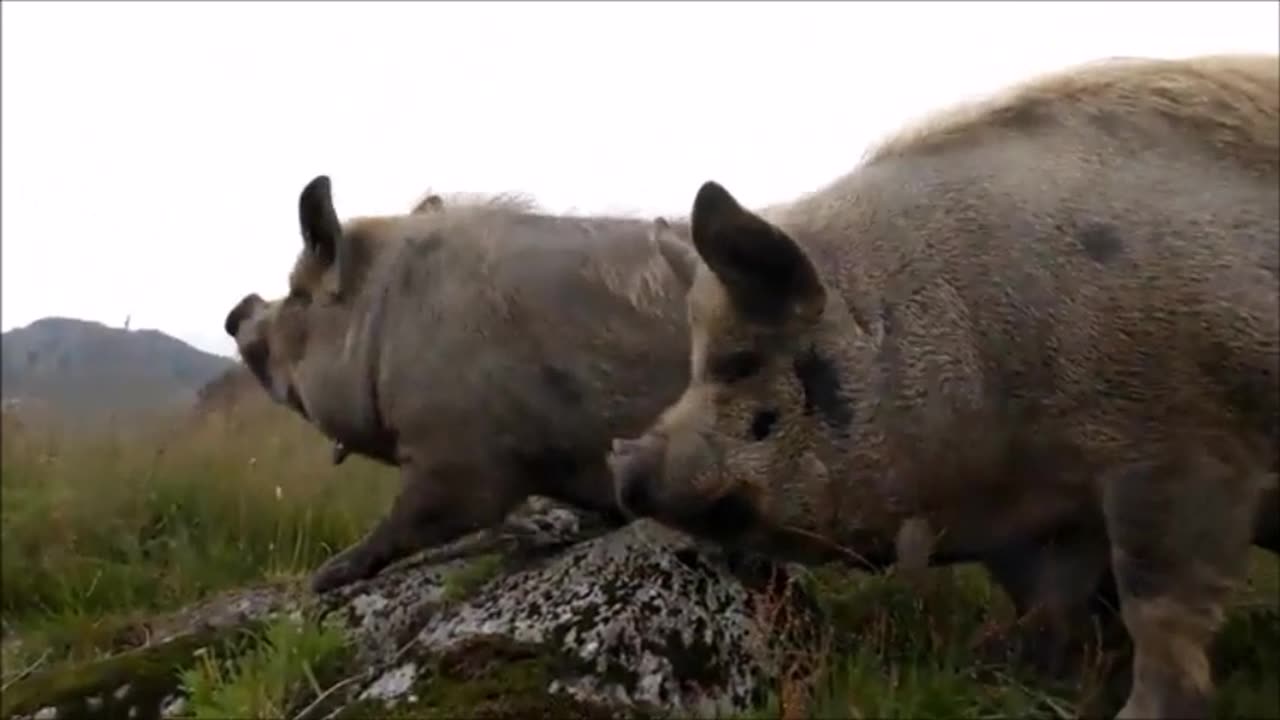 ~Narcissitic Pigs Shit Together~