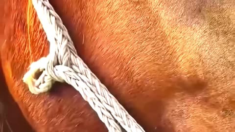 Master, please don’t leave me #rescue #cuteanimals #shortvideo #pets #animals #rescue #horse