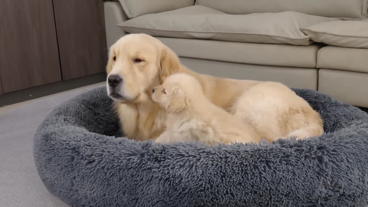Animals-Dog