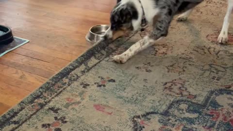 🤣🍽️ When He Requires Food and Demands It NOW! | FunFM