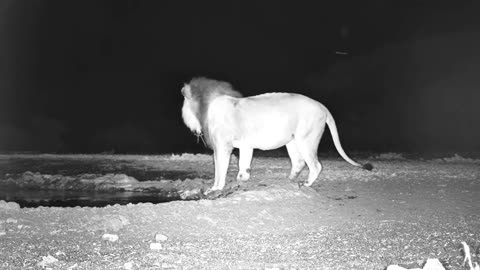 Two lions at a watering hole late in the evening 🦁🦁💦💦🤗