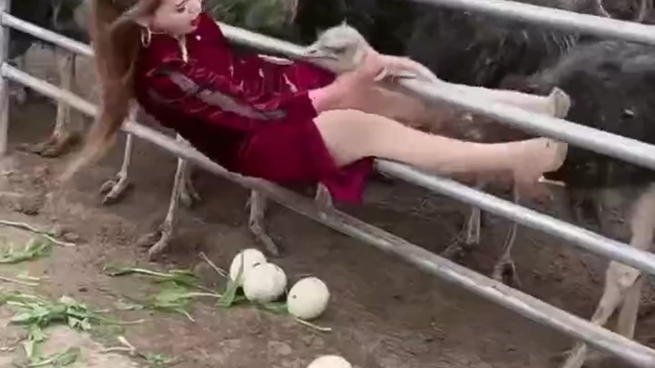 Innovative ostrich egg collection—clever but is it safe? 🥚🦩 #FarmHacks