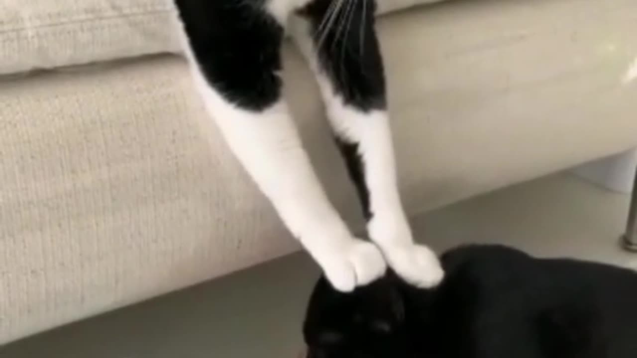 😻 Cutest & Funniest Cats Ever! 🐱