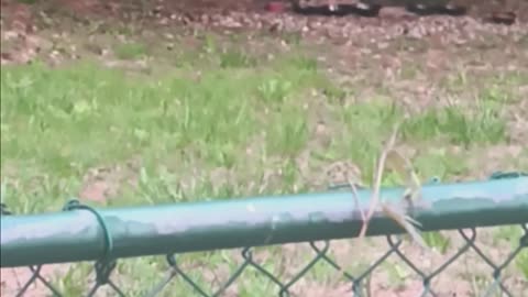 Raccoon eating