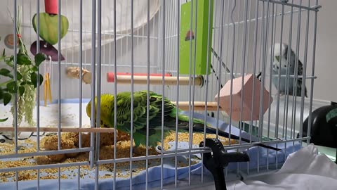Gurgeh Millet Feast (with Audience)