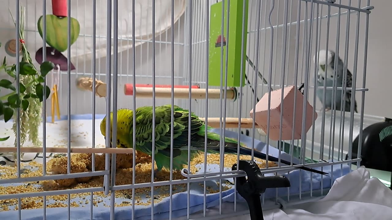 Gurgeh Millet Feast (with Audience)