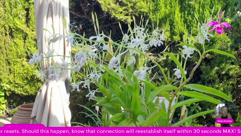 Showcasing Orchids that did not make it through Winter 24/25 #ninjaorchids
