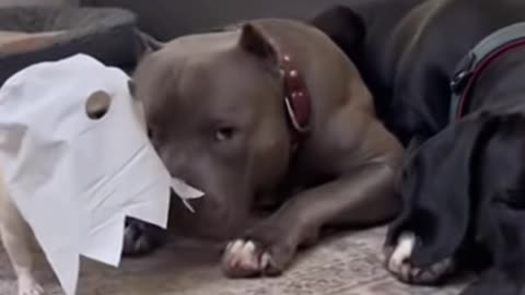 Chihuahua’s pranks