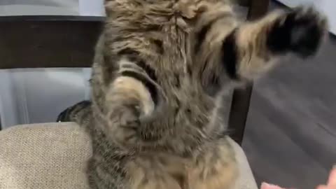 ⚔️😼 Small But Fierce! Ready to Duel Kitty Showdown | FunFM