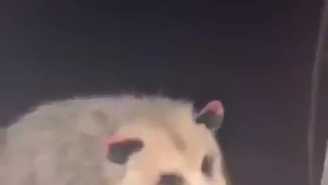 Window Possum