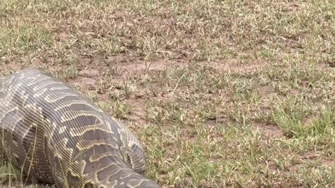 Female Impala Swallowed by African Rock Python