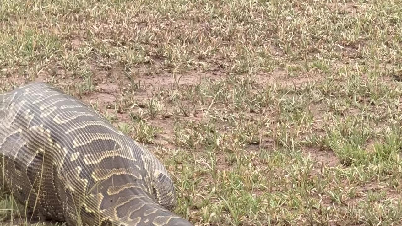 Female Impala Swallowed by African Rock Python