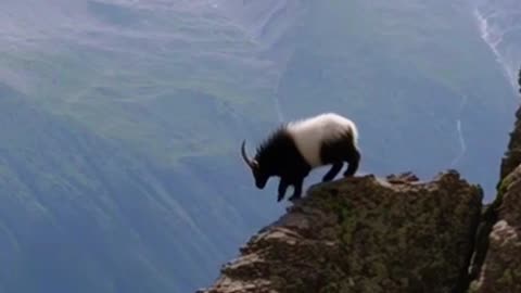 Mountain goats are crazy