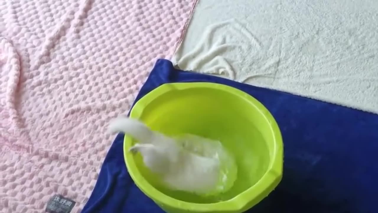 Funny Laughing Video For Duck