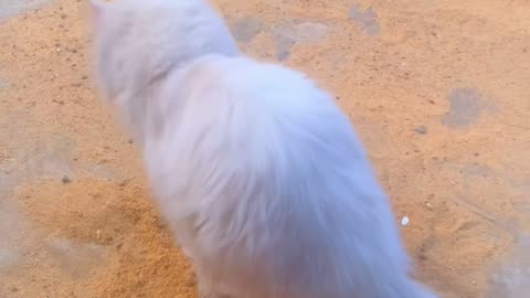 The cat is digging in the sand