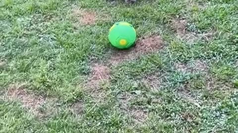 Funny video