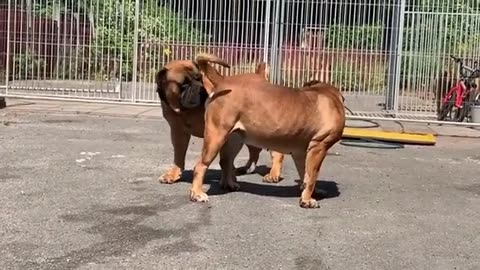 Nice Dog
