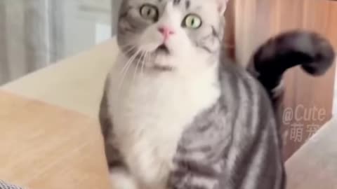 Funny Cats😀