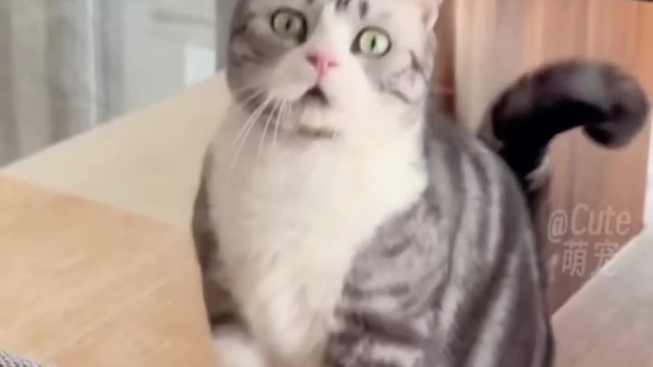 Funny Cats😀