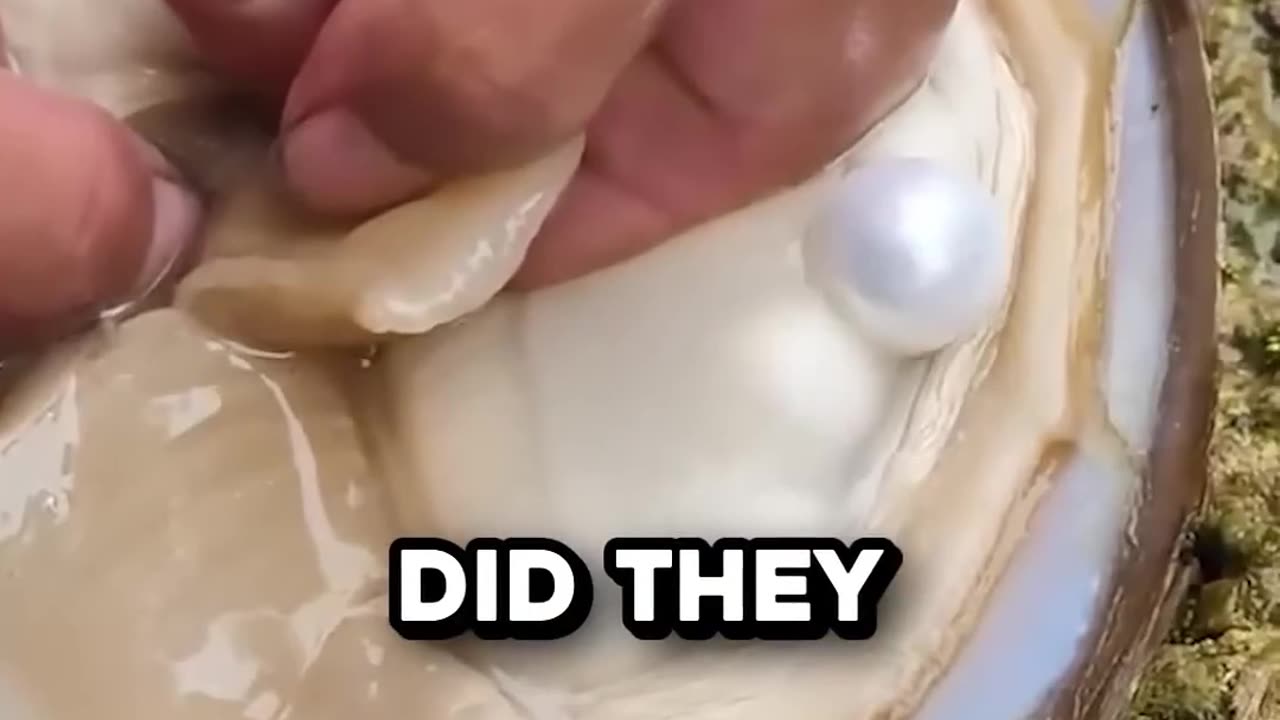How oysters are tricked into making pearls