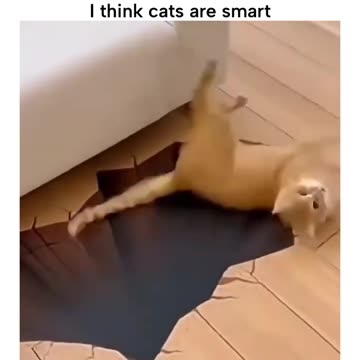 I Think CATS are Smart 🤣