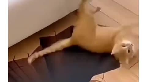 I Think CATS are Smart 🤣