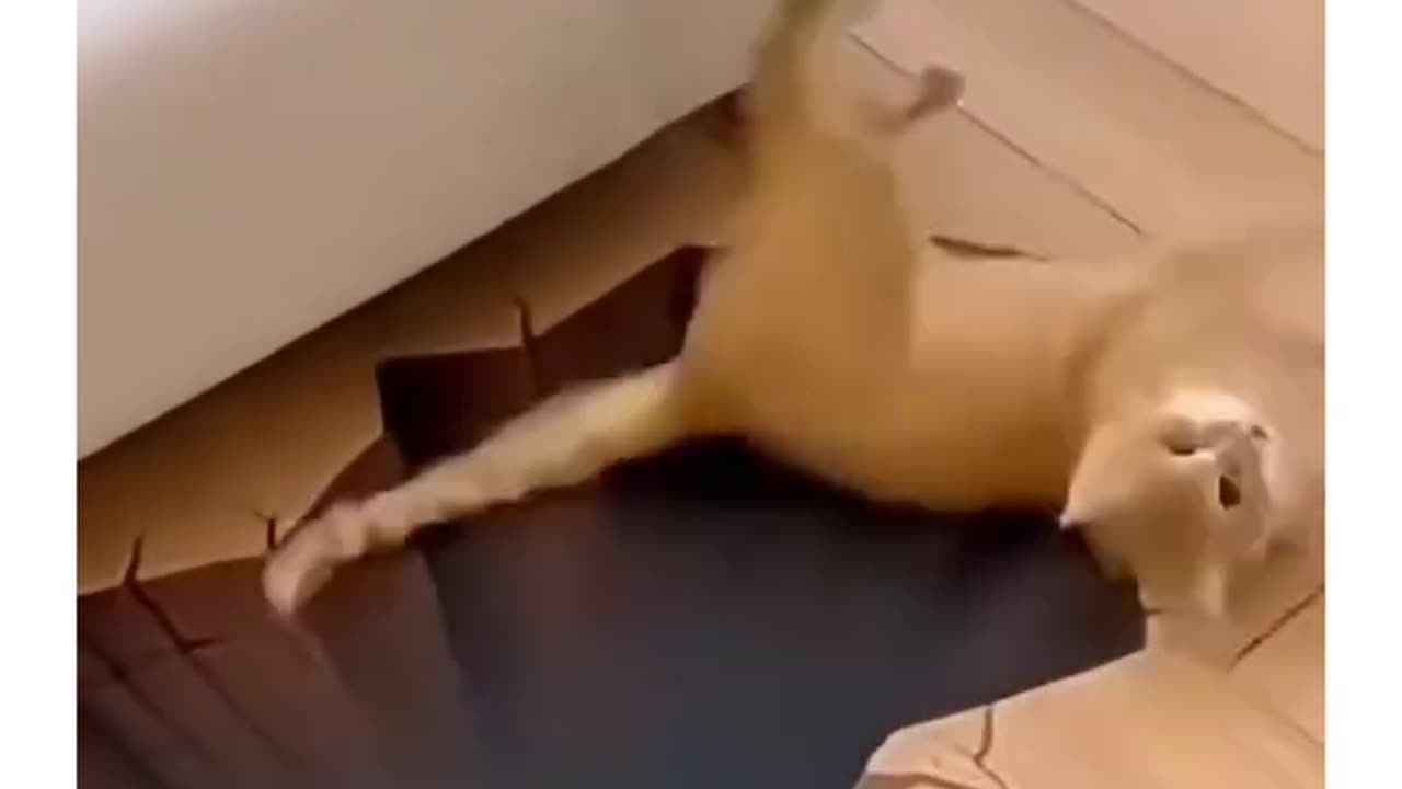 I Think CATS are Smart 🤣