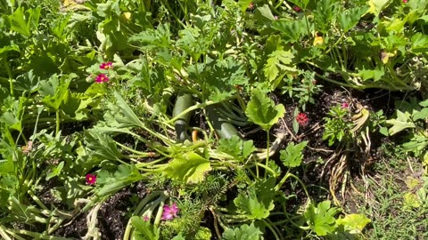Garden Talk - August 16, 2025 🇺🇸