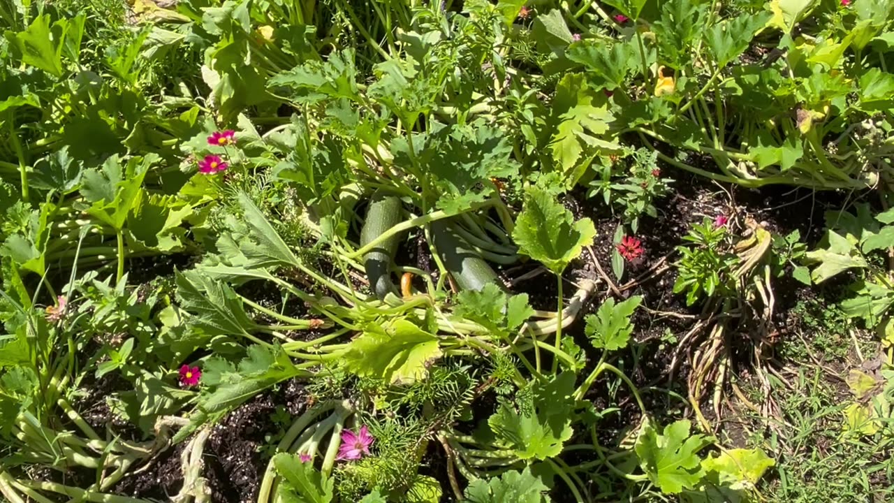 Garden Talk - August 16, 2025 🇺🇸