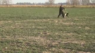 Animal Players