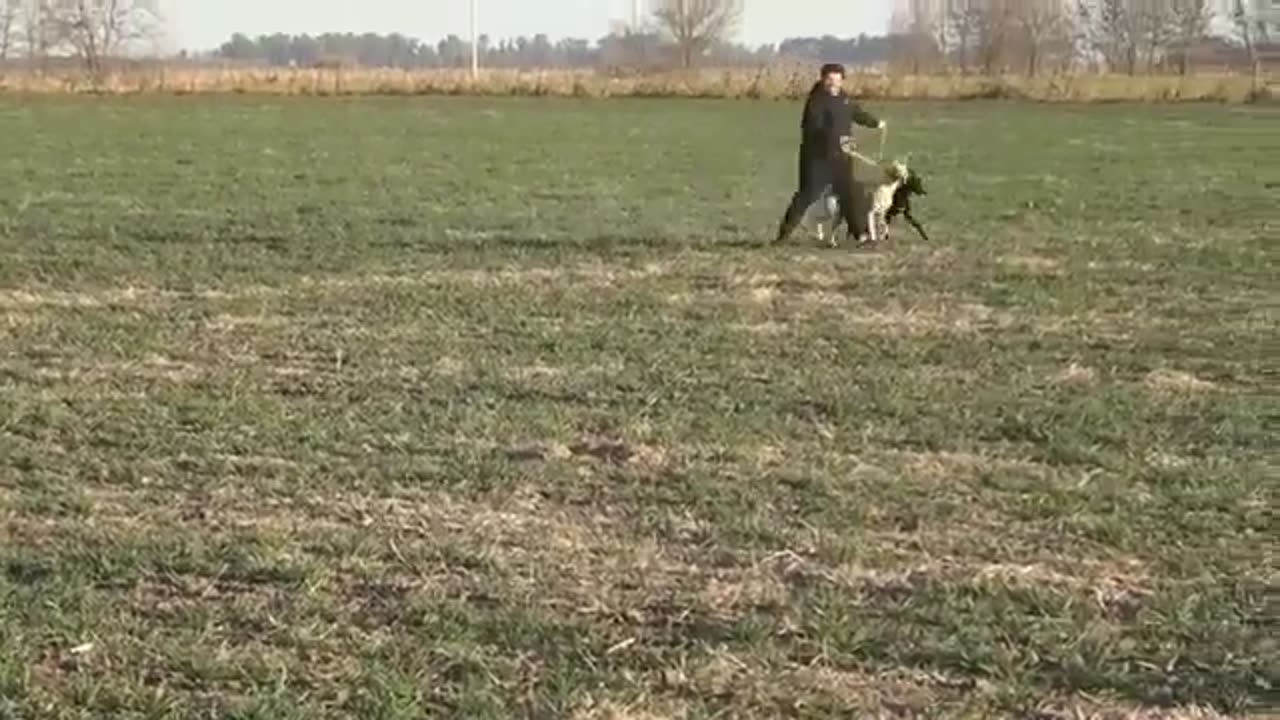 Animal Players