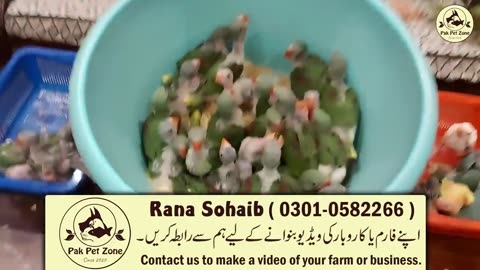 Cheap lovebirds of Pakistan 🇵🇰