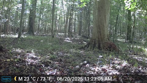 deer and fawn