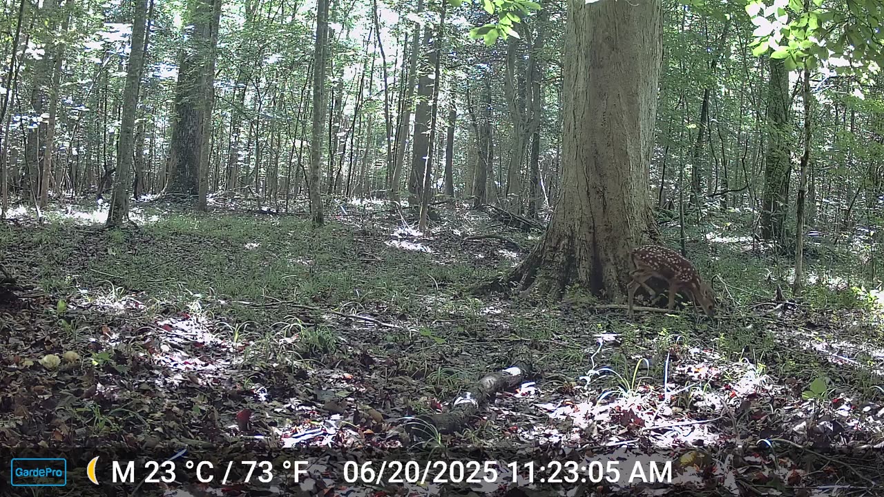 deer and fawn