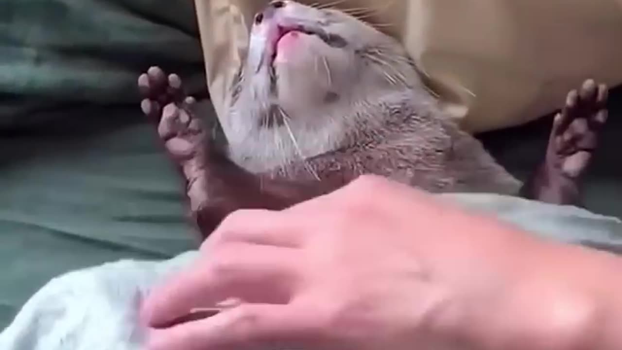 This man adopted a baby otter and then happened