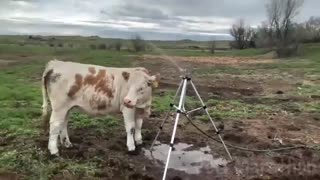 😱 It's To LAUGH When Watching This Video Of The FUNNIEST ANIMALS On Earth 😱 - Funniest part:- 76