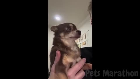 😱 It's To LAUGH When Watching This Video Of The FUNNIEST ANIMALS On Earth 😱 - Funniest part:- 76