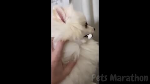 😱 It's To LAUGH When Watching This Video Of The FUNNIEST ANIMALS On Earth 😱 - Funniest part:- 76