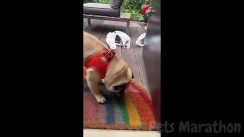 😱 It's To LAUGH When Watching This Video Of The FUNNIEST ANIMALS On Earth 😱 - Funniest part:- 76