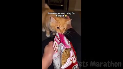 😱 It's To LAUGH When Watching This Video Of The FUNNIEST ANIMALS On Earth 😱 - Funniest part:- 76