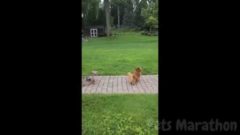 😱 It's To LAUGH When Watching This Video Of The FUNNIEST ANIMALS On Earth 😱 - Funniest part:- 76
