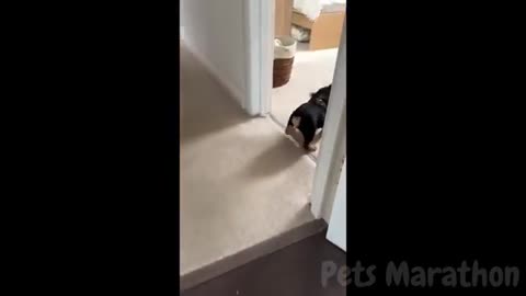 😱 It's To LAUGH When Watching This Video Of The FUNNIEST ANIMALS On Earth 😱 - Funniest part:- 76