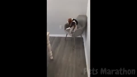 😱 It's To LAUGH When Watching This Video Of The FUNNIEST ANIMALS On Earth 😱 - Funniest part:- 76