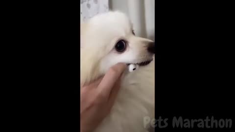 😱 It's To LAUGH When Watching This Video Of The FUNNIEST ANIMALS On Earth 😱 - Funniest part:- 76