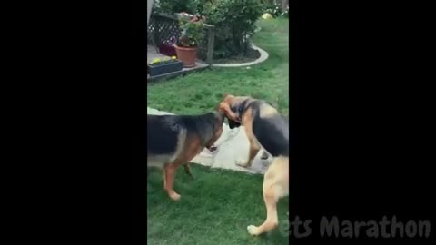 😱 It's To LAUGH When Watching This Video Of The FUNNIEST ANIMALS On Earth 😱 - Funniest part:- 76